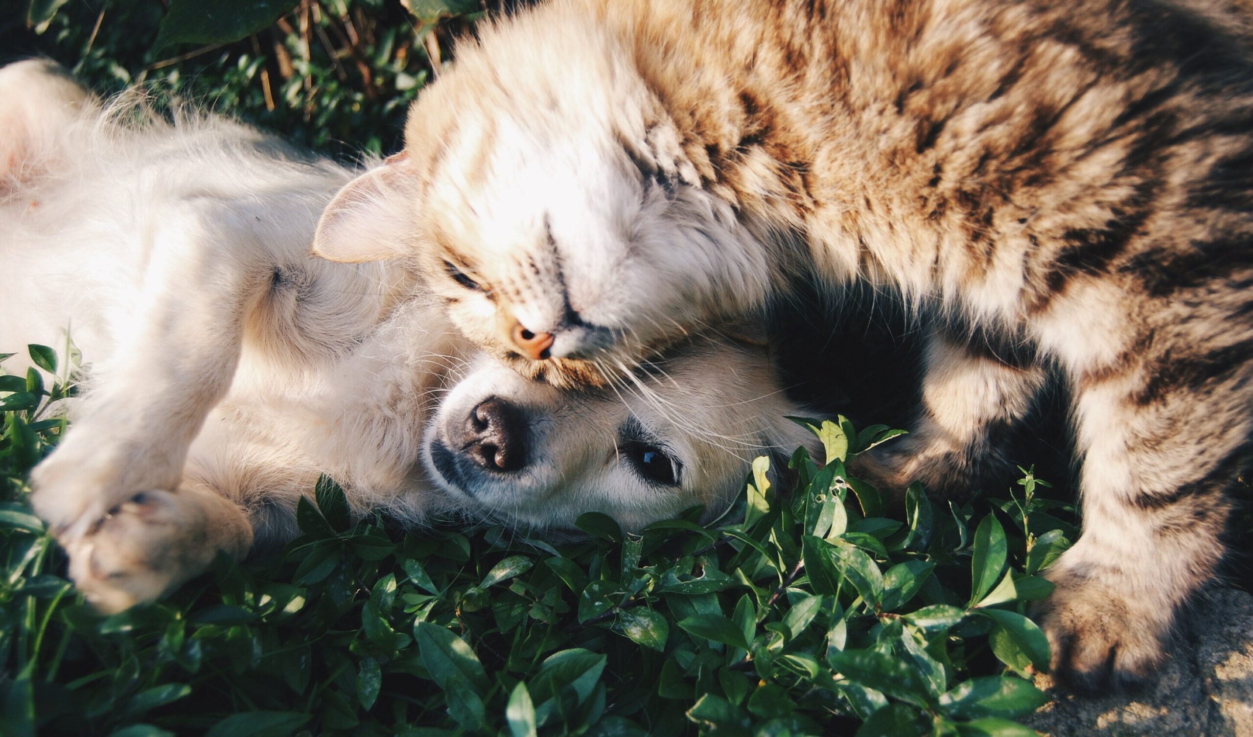 Resolvemos tus dudas sobre la nueva Ley de Bienestar Animal