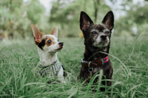 Protege a tu mascota este verano y llévate una cámara de vigilancia de regalo